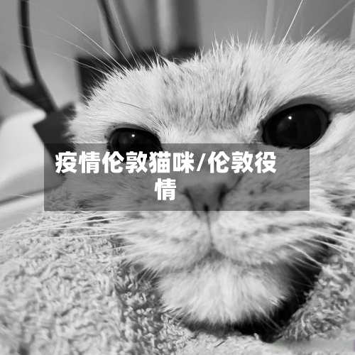 疫情伦敦猫咪/伦敦役情-第3张图片