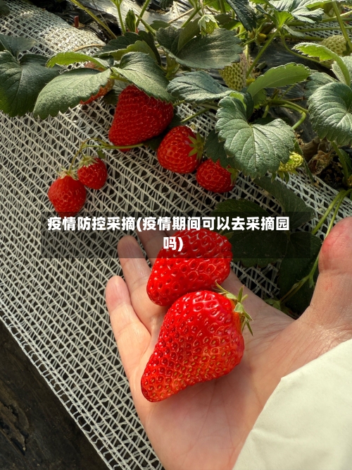 疫情防控采摘(疫情期间可以去采摘园吗)